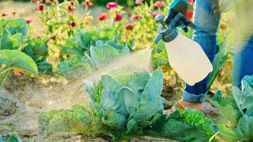 Detalle de un jardín mediterráneo con lavanda y romero, mostrando un control de plagas ecológico con insectos beneficiosos y plantas sanas sin pesticidas químicos.