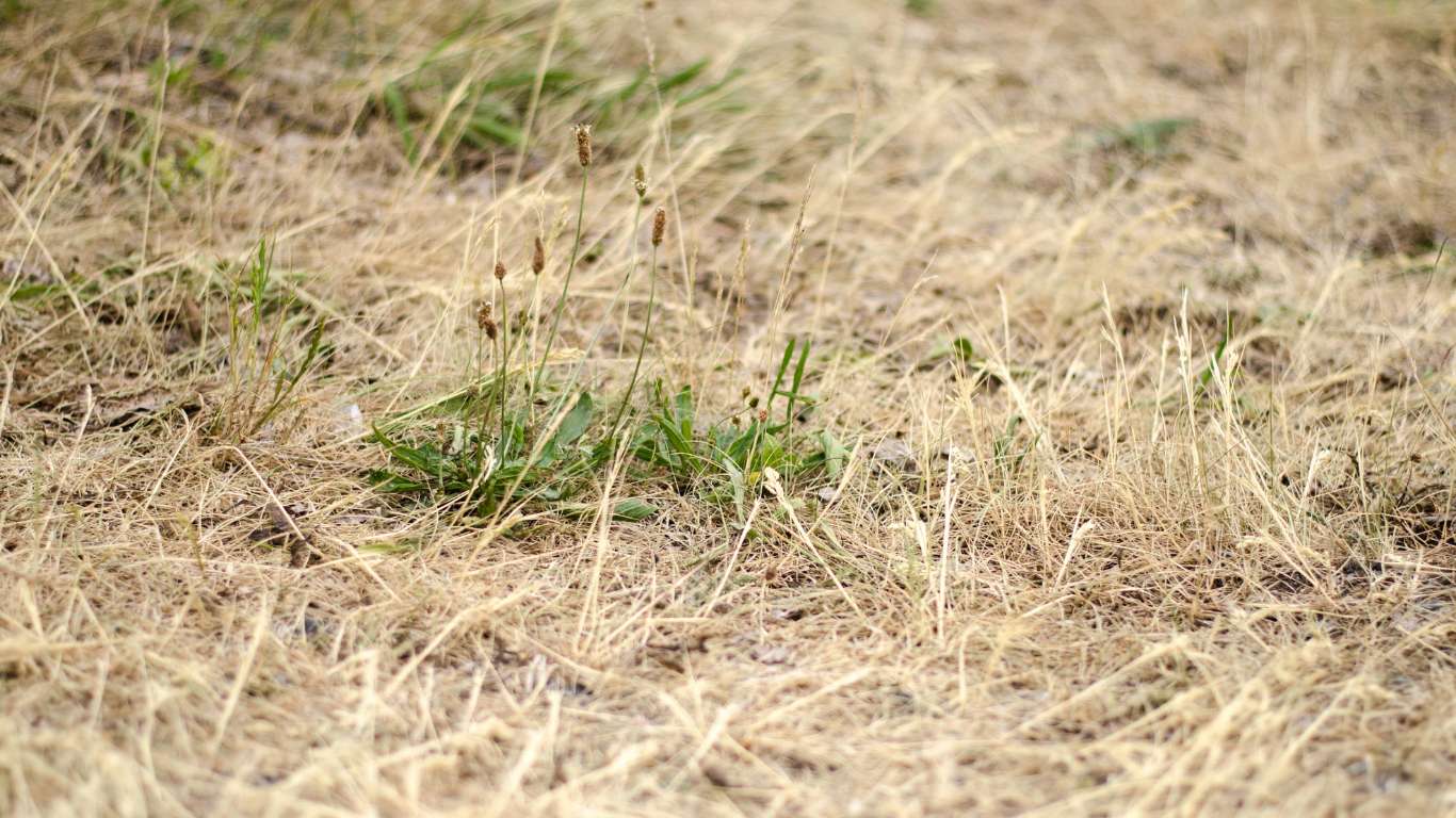 Jardín residencial con zonas secas y verdes, donde se aplican acolchados y riego por goteo para sobrevivir al calor del verano de forma sostenible.