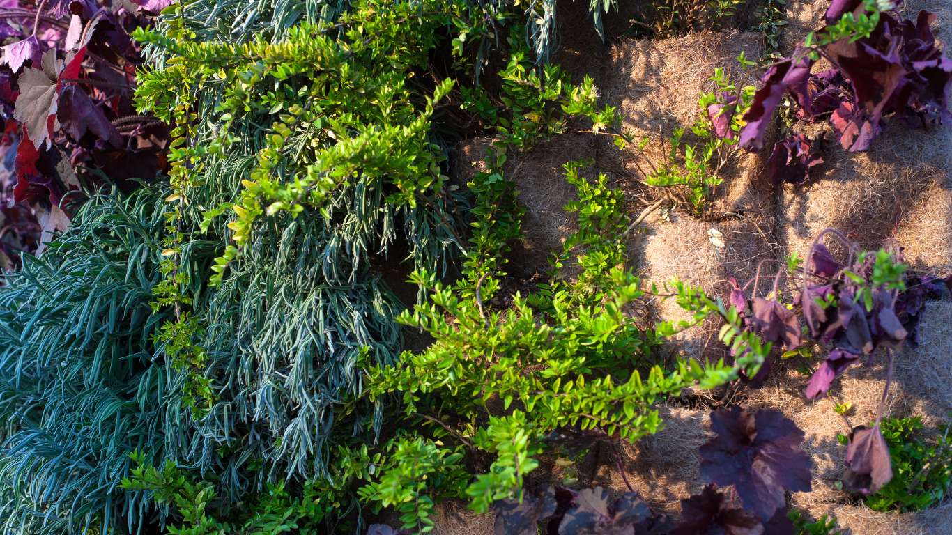 Plano de diseño de jardín con notas y correcciones que señalan errores comunes y sus soluciones antes de plantar.