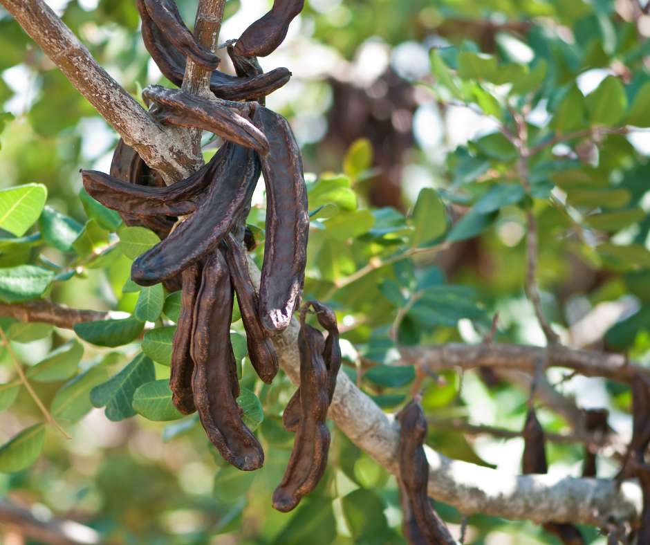 Algarrobo mediterráneo resistente a la sequía en jardín sostenible