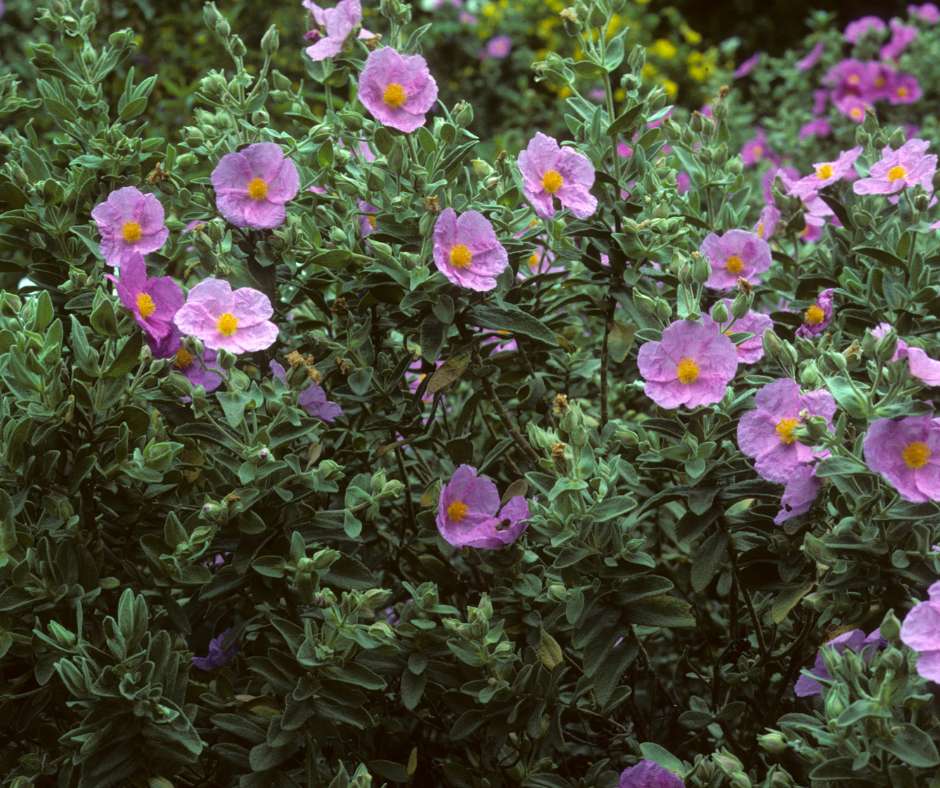 Flor de Cistus o jara mediterránea en primer plano
