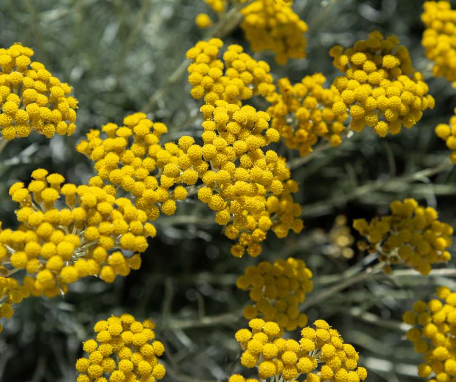 Helichrysum o planta curry con follaje gris en jardín xerófilo