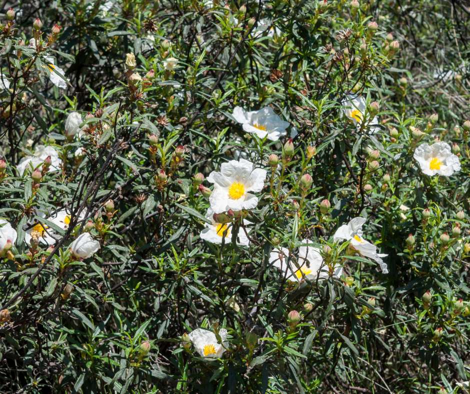 Jara mediterránea con flores blancas y rosadas en jardín sostenible