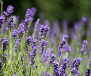 Lavanda autóctona para jardines de bajo mantenimiento en Cataluña