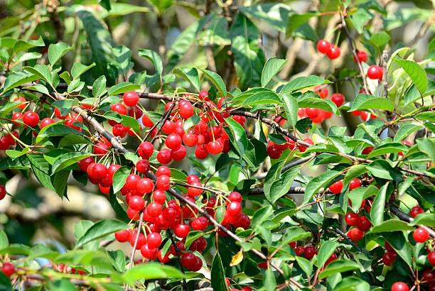 Lentisco autóctono de hoja perenne para jardines mediterráneos en Cataluña