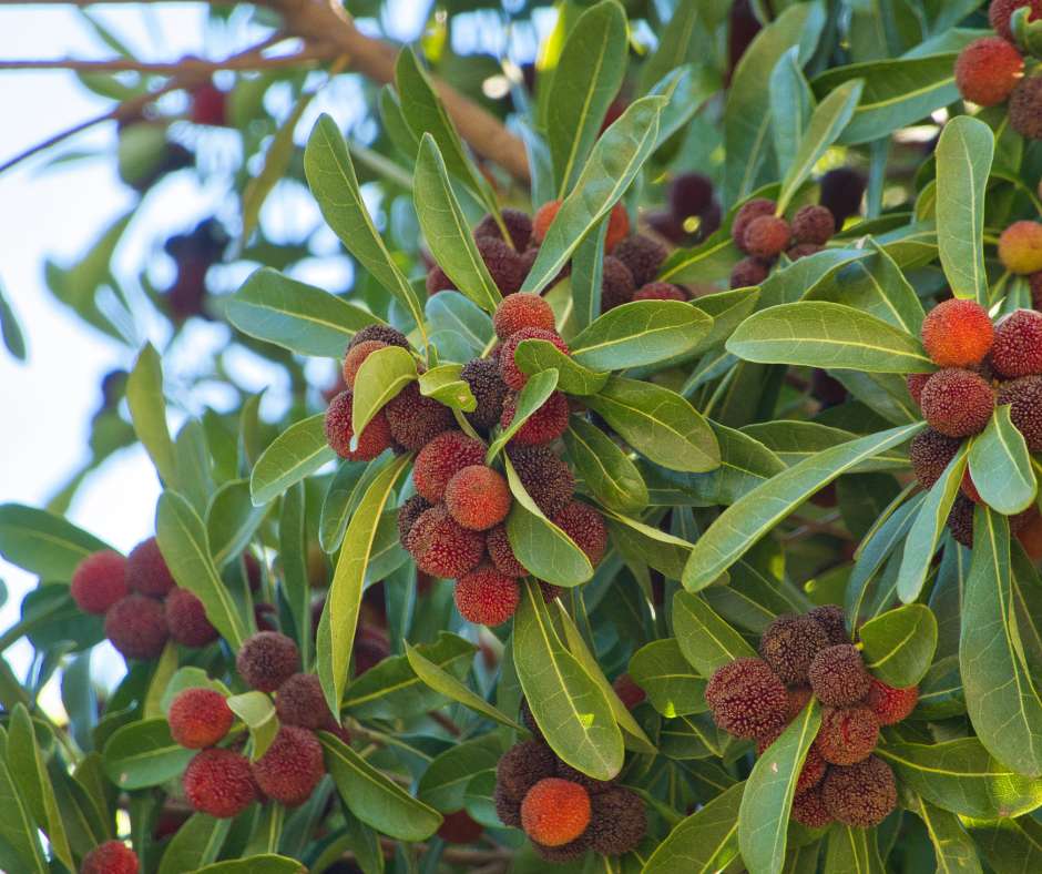 Madroño con frutos rojos decorativos en jardín mediterráneo