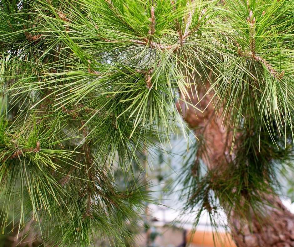 Pino carrasco autóctono en jardín de estilo mediterráneo seco