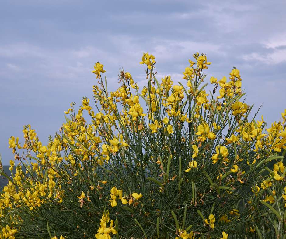 Retama mediterránea con flores amarillas para jardines de clima seco