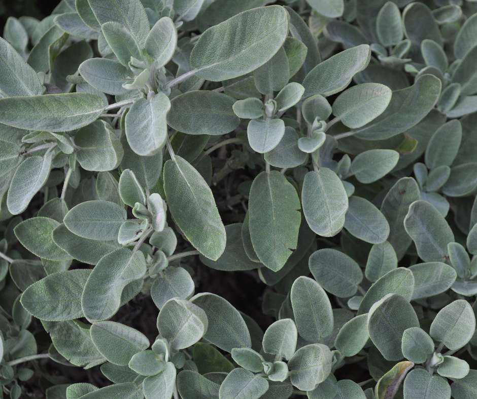 Salvia mediterránea con floración abundante para jardín de bajo riego