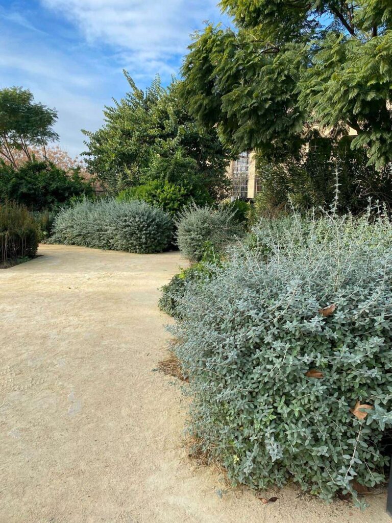 Teucrio mediterráneo utilizado como tapizante y seto bajo en jardines secos
