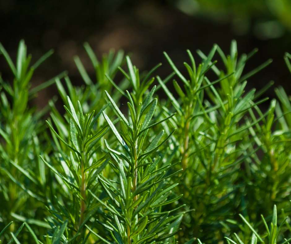 Parterre de jardín mediterráneo con lavanda, romero y tomillo en flor, creando un macizo aromático de bajo mantenimiento y alto impacto visual.