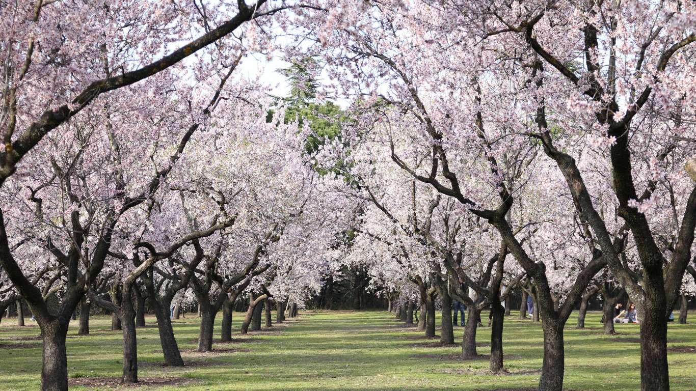Jardín mediterráneo con un olivo, un granado en flor y cipreses al fondo, creando sombra y estructura con árboles adaptados al clima seco.