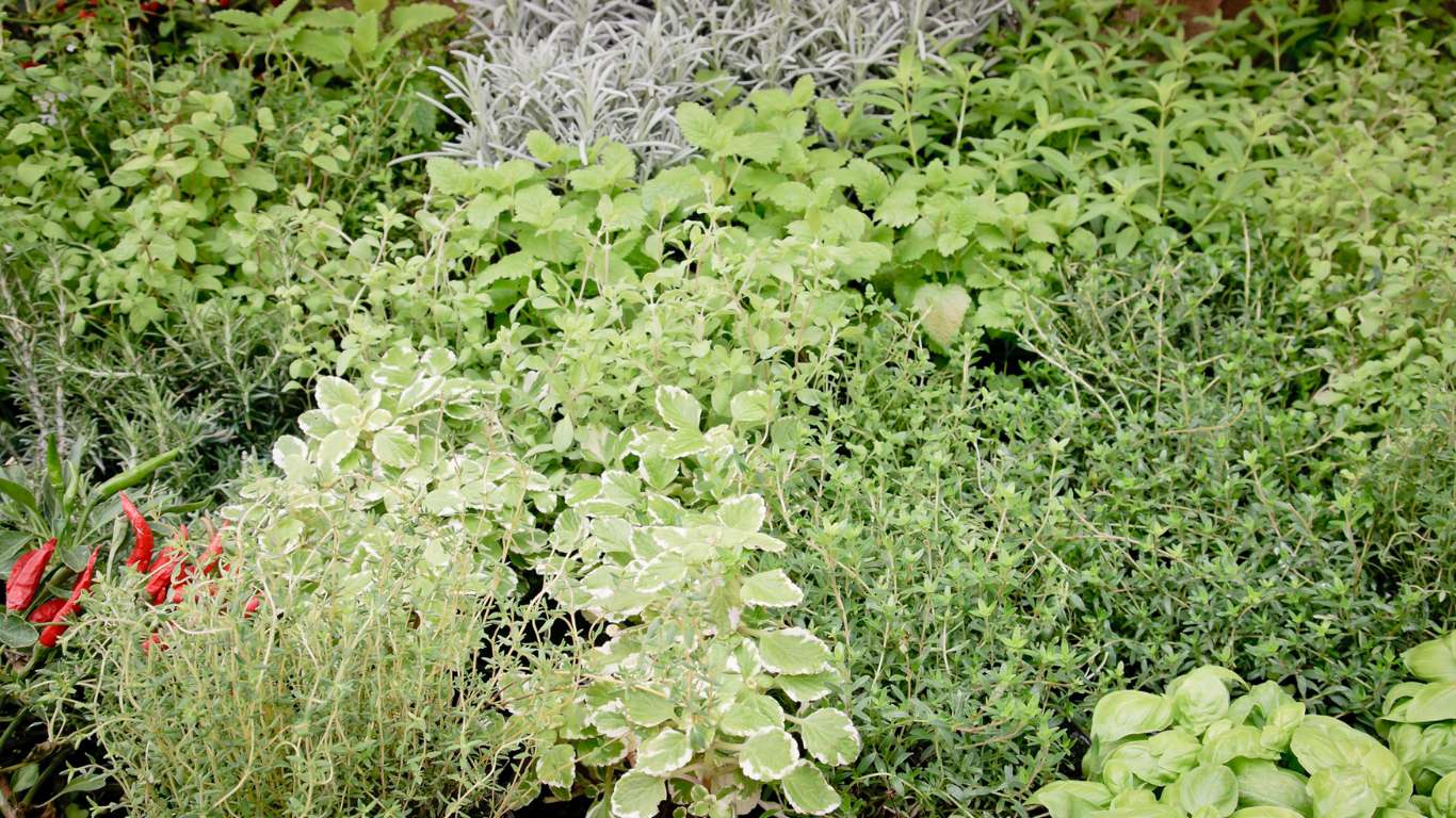 Parterre de jardín mediterráneo con lavanda, romero, tomillo y salvia en flor, creando un jardín de aromáticas de bajo consumo de agua en clima mediterráneo.