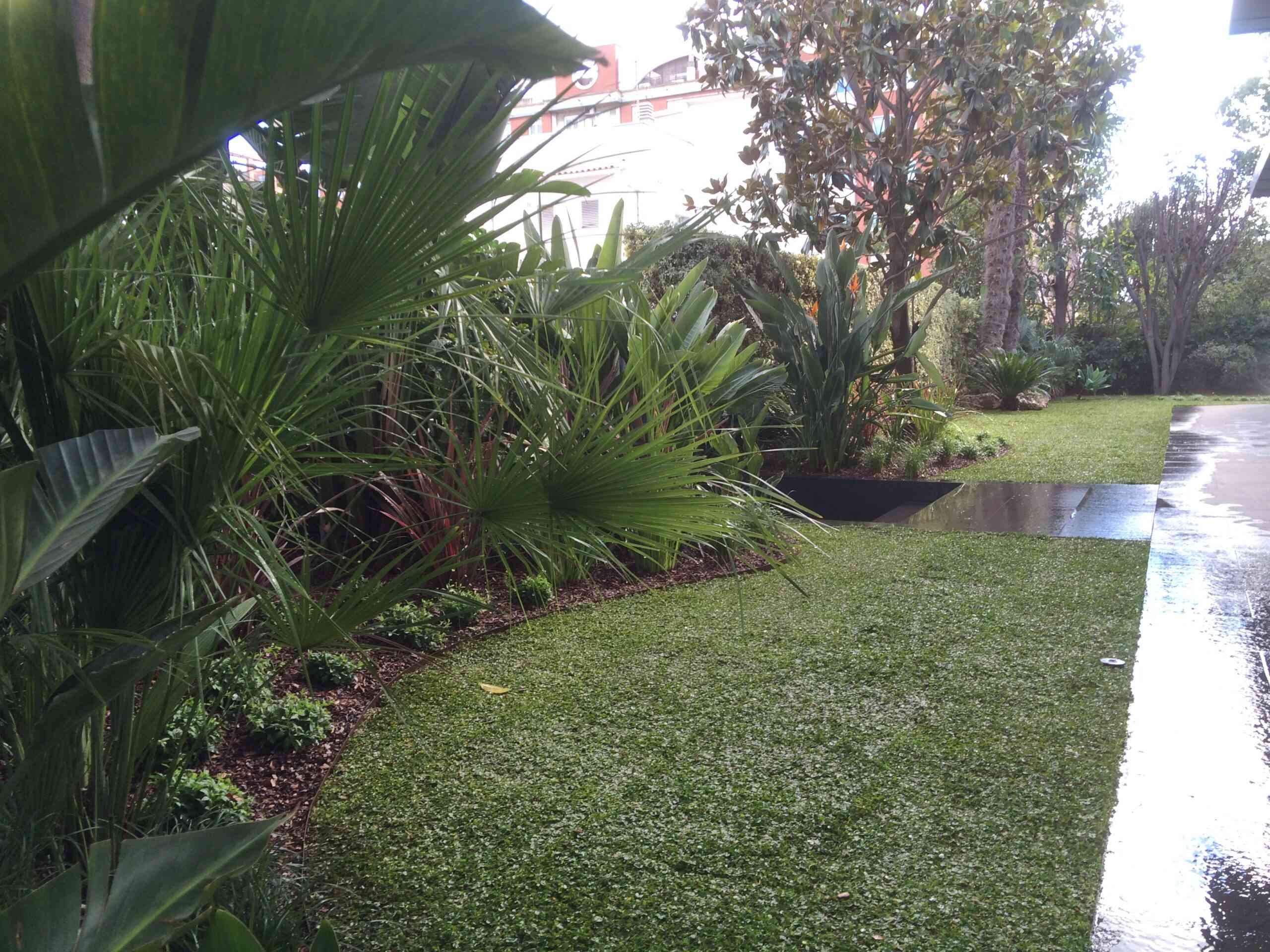 Jardín mediterráneo en sombra bajo árboles, con durillos, acantos y helechos, mostrando un diseño acogedor y fresco en un espacio con poco sol.