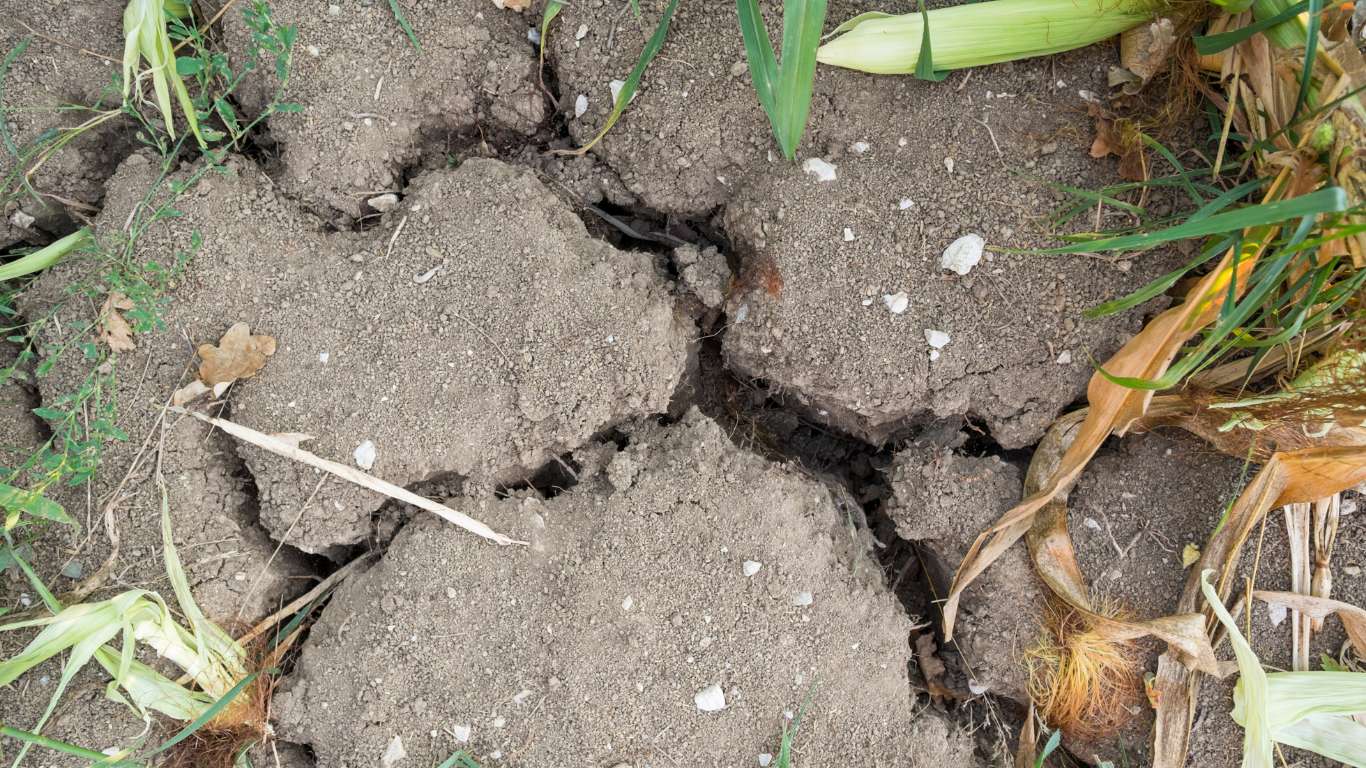 Sección de jardín donde se ve un suelo pobre cubierto con compost y acolchado orgánico, junto a plantas creciendo con vigor gracias a la mejora natural del terreno.