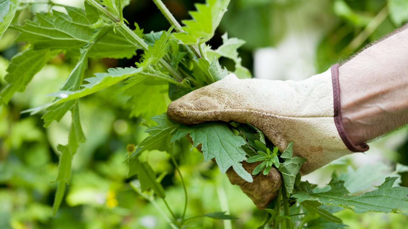 Mano arrancando malas hierbas de un parterre acolchado con corteza, mostrando un control ecológico sin herbicidas químicos en un jardín doméstico.