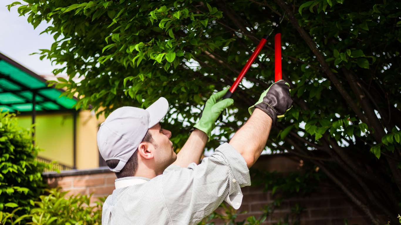 Jardinero realizando poda profesional en un arbusto, con herramientas adecuadas y cortes limpios para cuidar la salud de las plantas